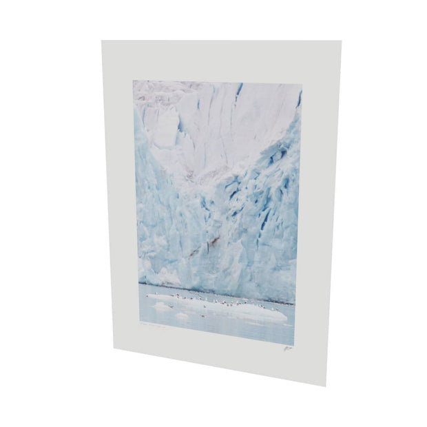 Kittiwakes and Glacier, Svalbard
