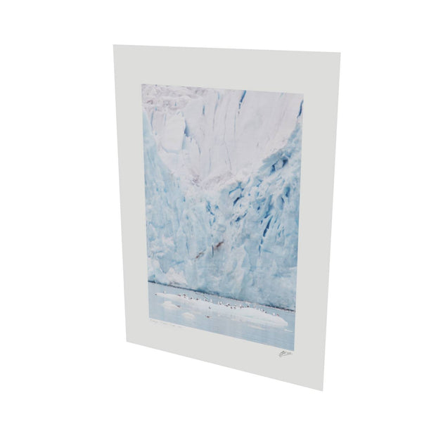 Kittiwakes and Glacier, Svalbard
