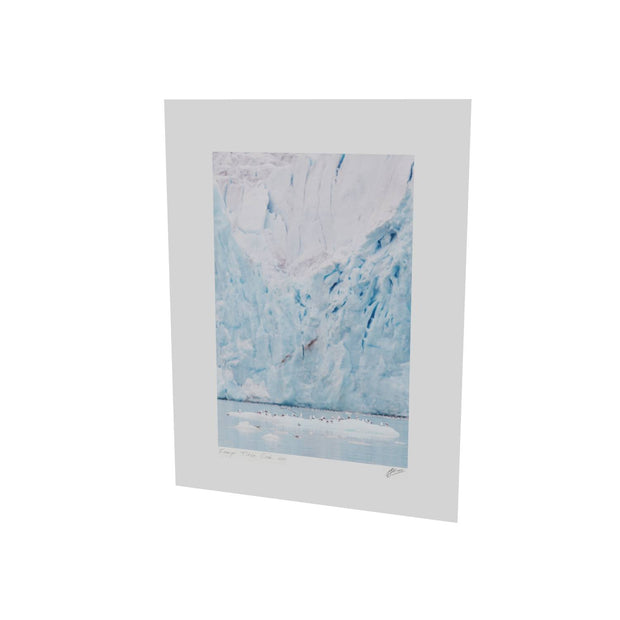 Kittiwakes and Glacier, Svalbard