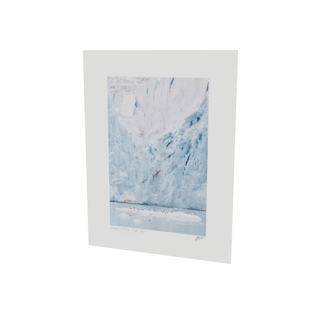 Kittiwakes and Glacier, Svalbard