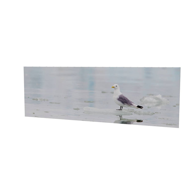 Kittiwake, Svalbard