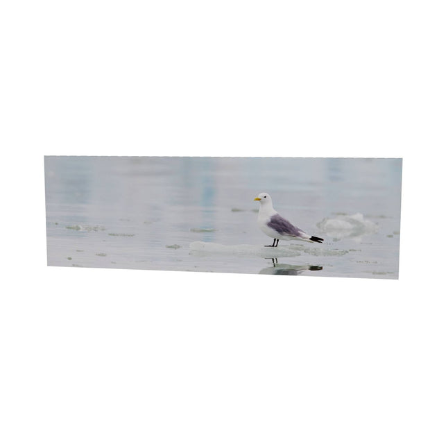 Kittiwake, Svalbard