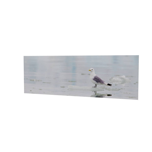 Kittiwake, Svalbard