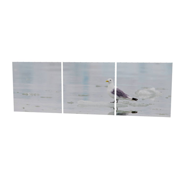 Kittiwake, Svalbard