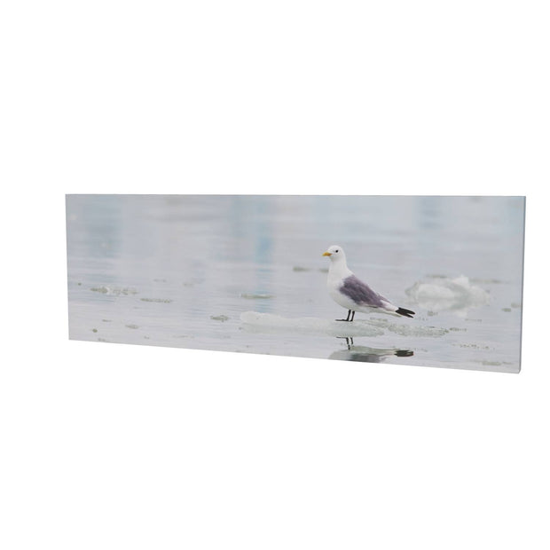 Kittiwake, Svalbard