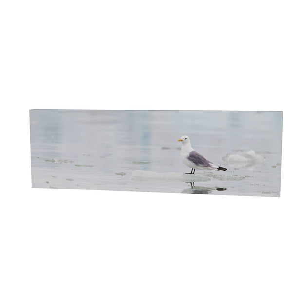Kittiwake, Svalbard