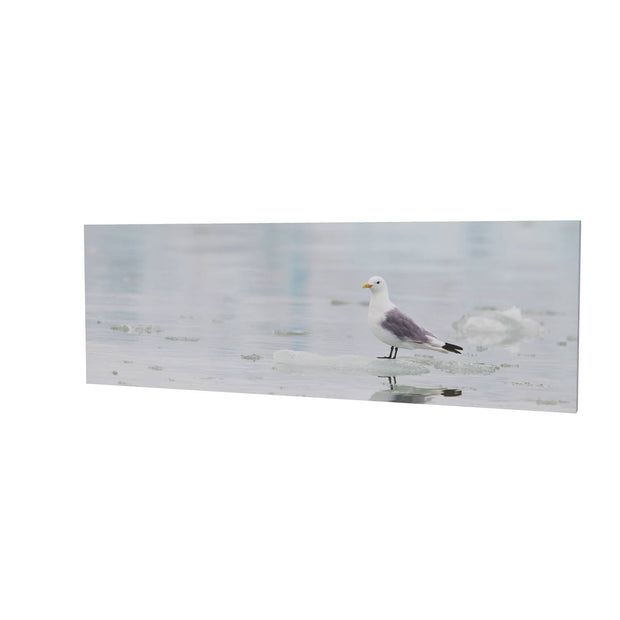 Kittiwake, Svalbard