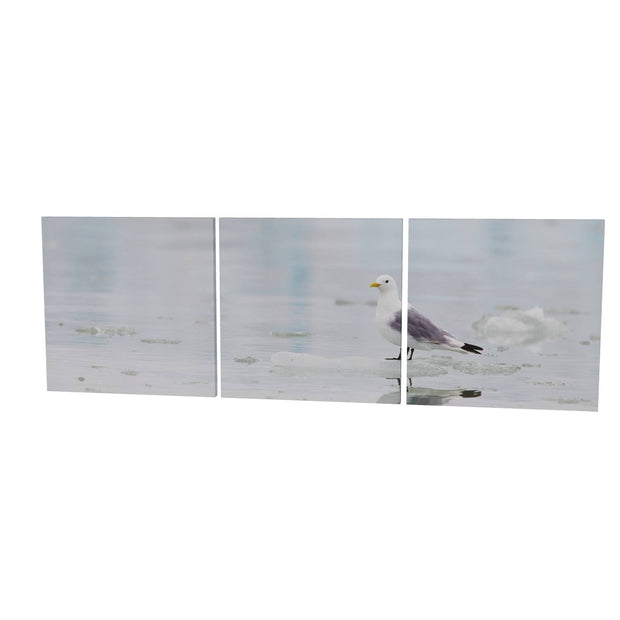 Kittiwake, Svalbard