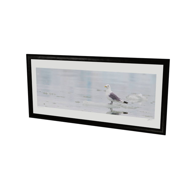Kittiwake, Svalbard