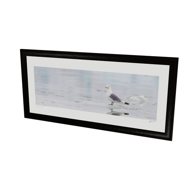 Kittiwake, Svalbard