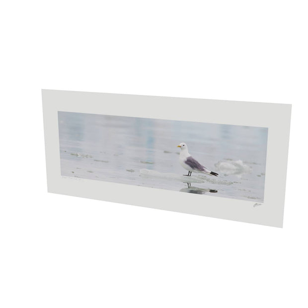 Kittiwake, Svalbard