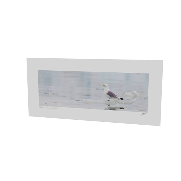 Kittiwake, Svalbard