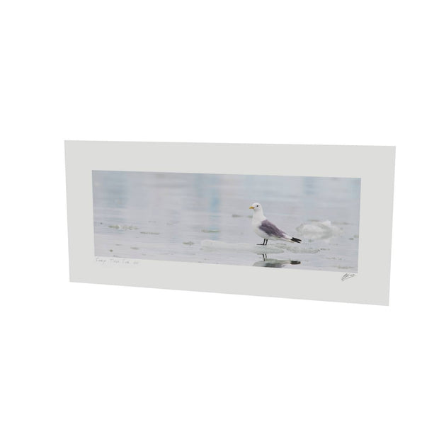 Kittiwake, Svalbard