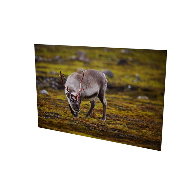 Curious Reindeer, Svalbard