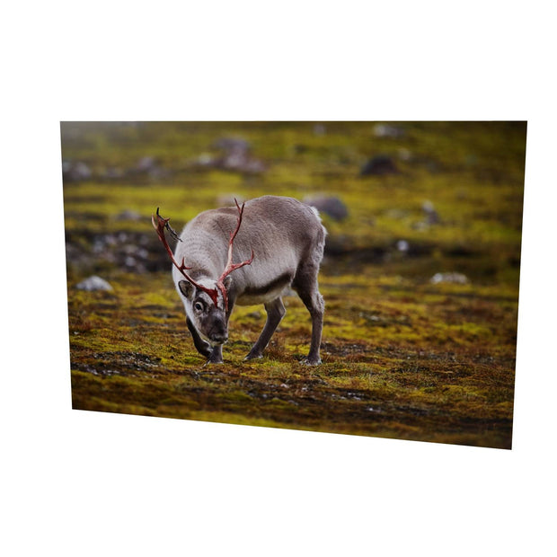 Curious Reindeer, Svalbard