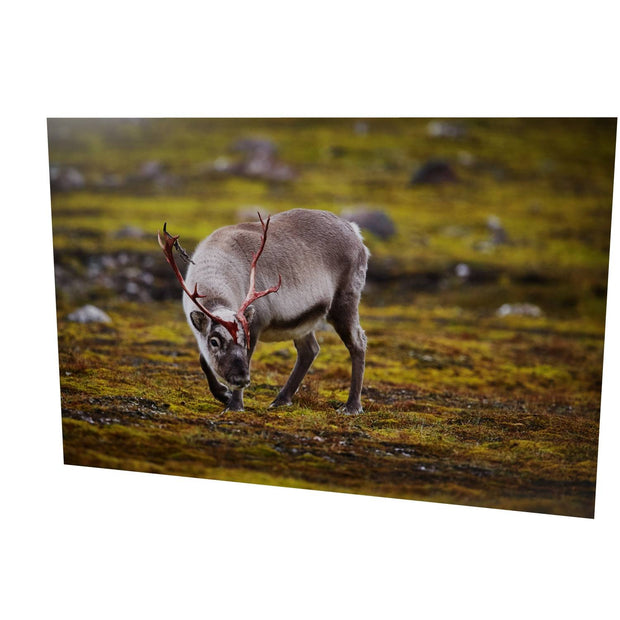Curious Reindeer, Svalbard