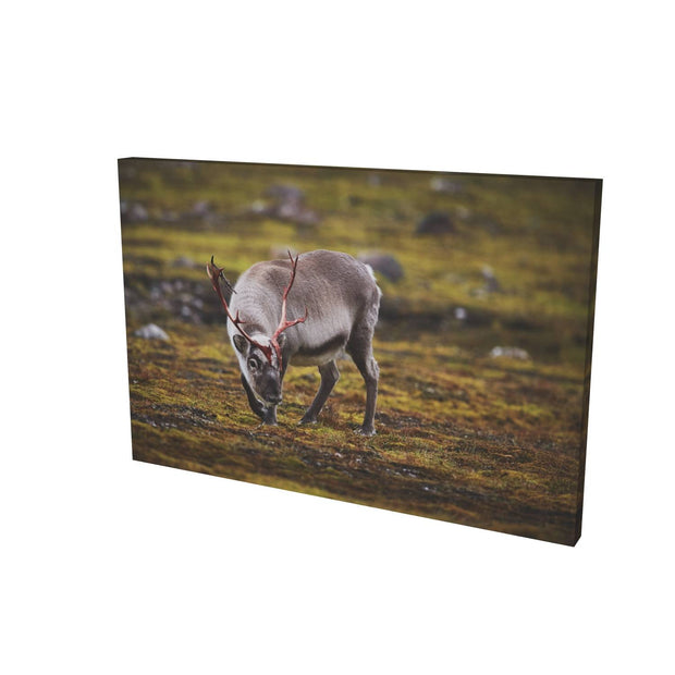 Curious Reindeer, Svalbard