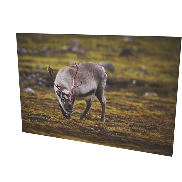 Curious Reindeer, Svalbard