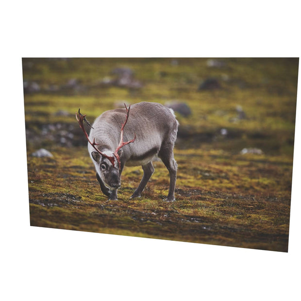 Curious Reindeer, Svalbard