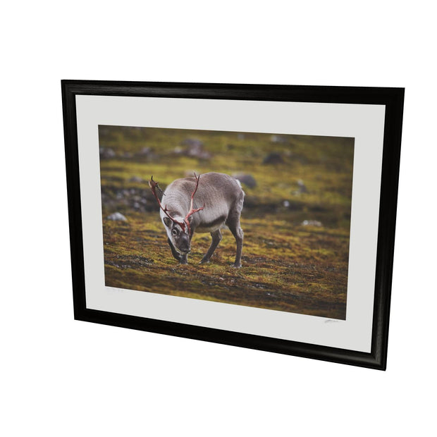 Curious Reindeer, Svalbard