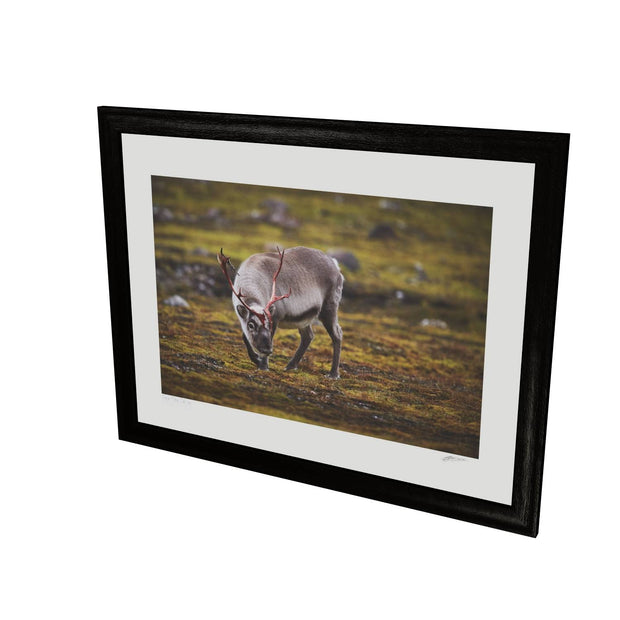 Curious Reindeer, Svalbard