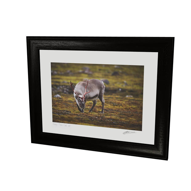 Curious Reindeer, Svalbard