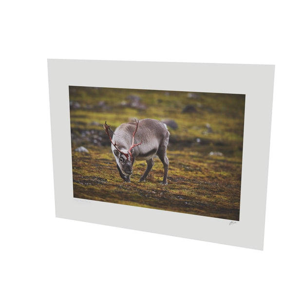 Curious Reindeer, Svalbard