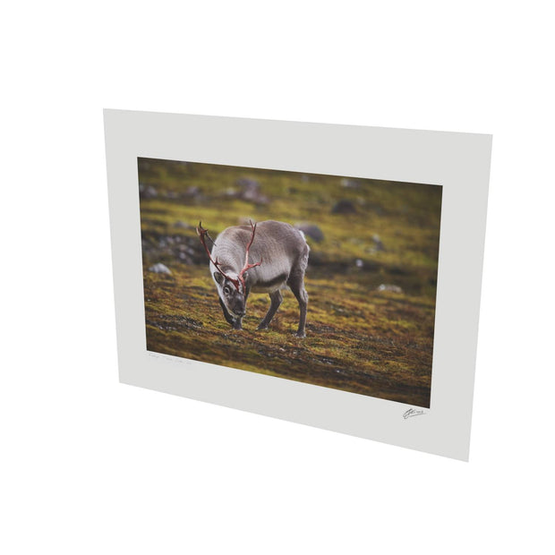 Curious Reindeer, Svalbard