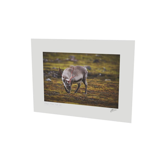 Curious Reindeer, Svalbard