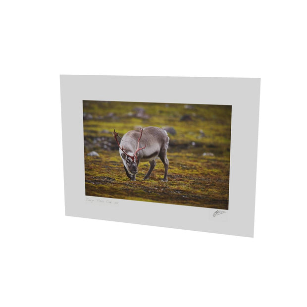 Curious Reindeer, Svalbard