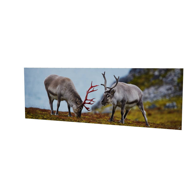 Svalbard Reindeer, Spitsbergen
