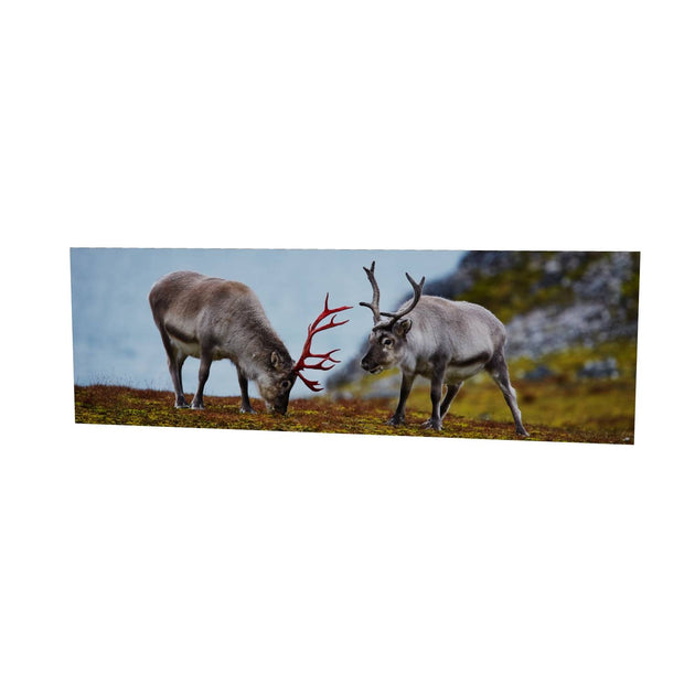 Svalbard Reindeer, Spitsbergen