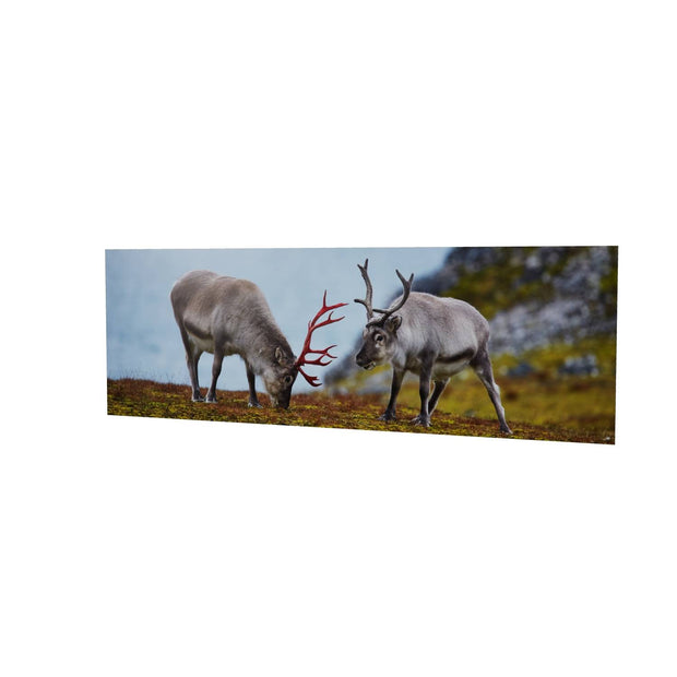 Svalbard Reindeer, Spitsbergen