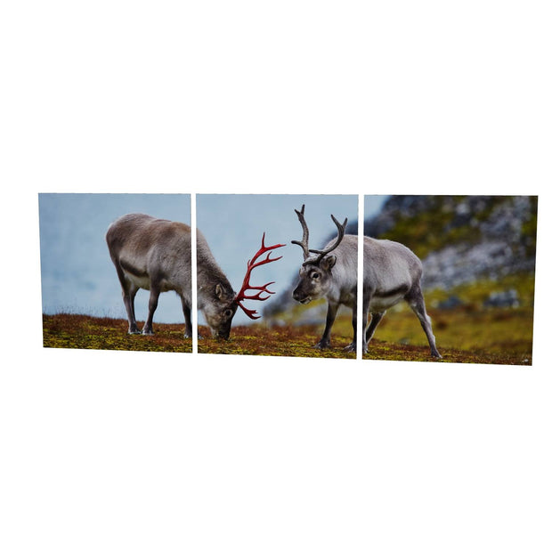 Svalbard Reindeer, Spitsbergen