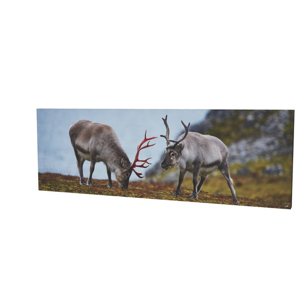 Svalbard Reindeer, Spitsbergen