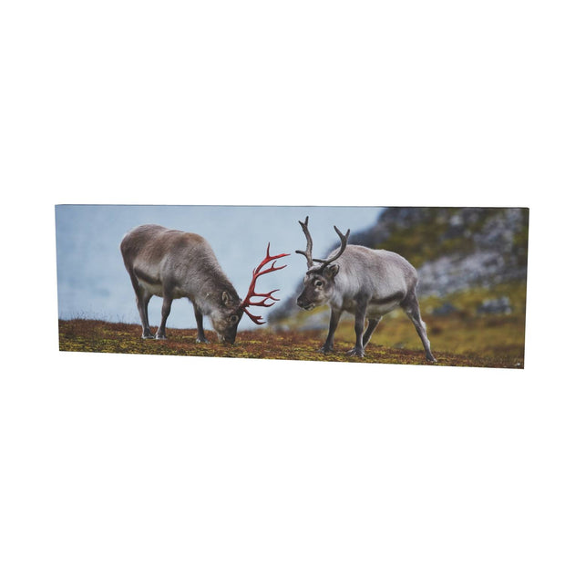 Svalbard Reindeer, Spitsbergen