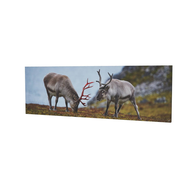 Svalbard Reindeer, Spitsbergen