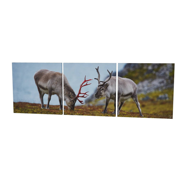 Svalbard Reindeer, Spitsbergen