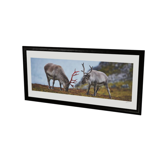 Svalbard Reindeer, Spitsbergen