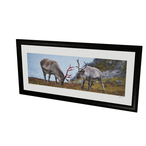 Svalbard Reindeer, Spitsbergen