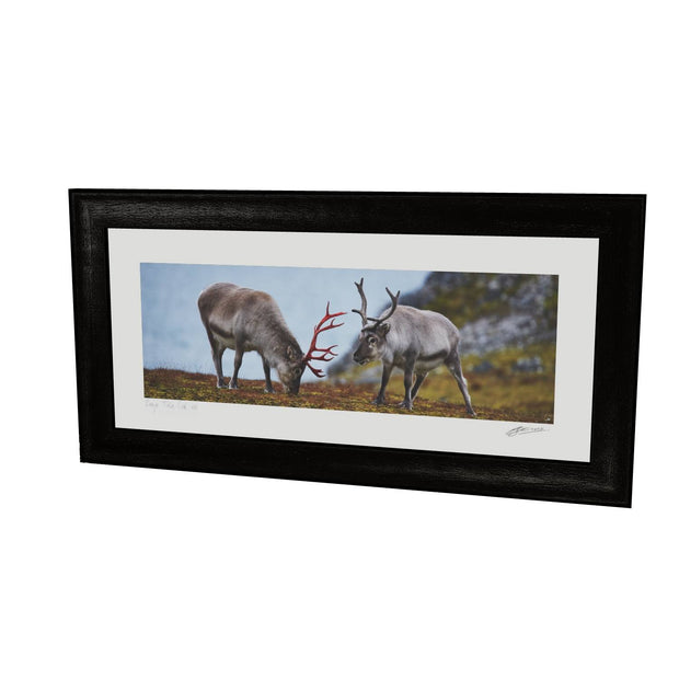 Svalbard Reindeer, Spitsbergen
