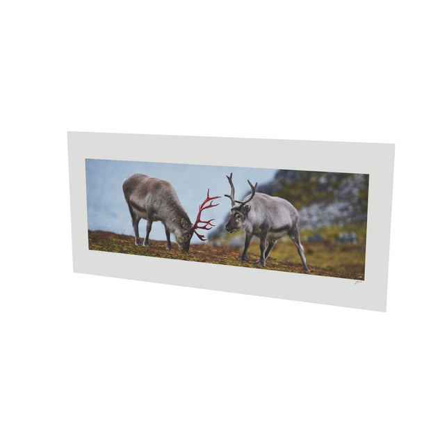 Svalbard Reindeer, Spitsbergen