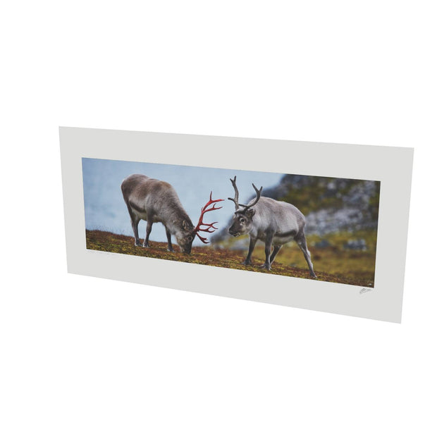Svalbard Reindeer, Spitsbergen