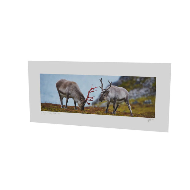 Svalbard Reindeer, Spitsbergen