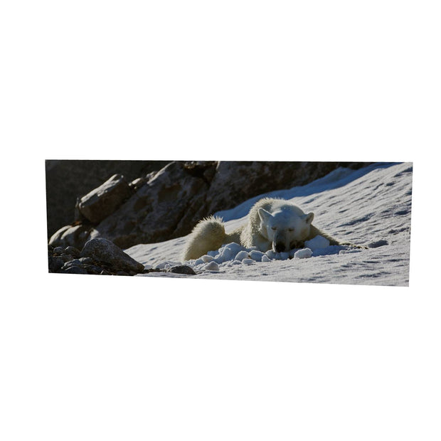 Sleeping Polar Bear on Snow, Svalbard