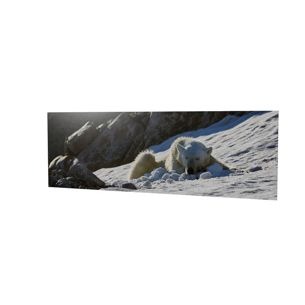 Sleeping Polar Bear on Snow, Svalbard