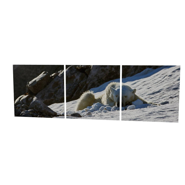 Sleeping Polar Bear on Snow, Svalbard