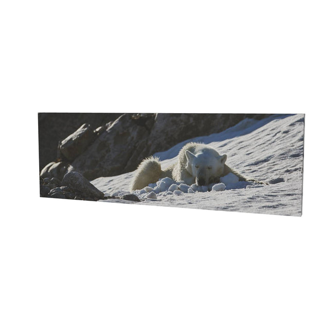 Sleeping Polar Bear on Snow, Svalbard