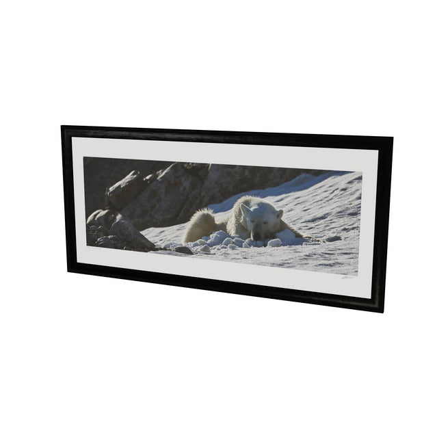 Sleeping Polar Bear on Snow, Svalbard