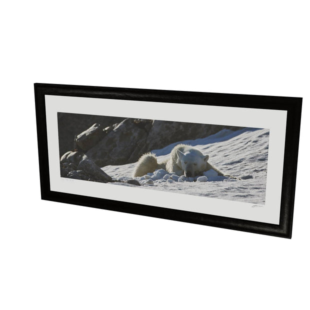 Sleeping Polar Bear on Snow, Svalbard